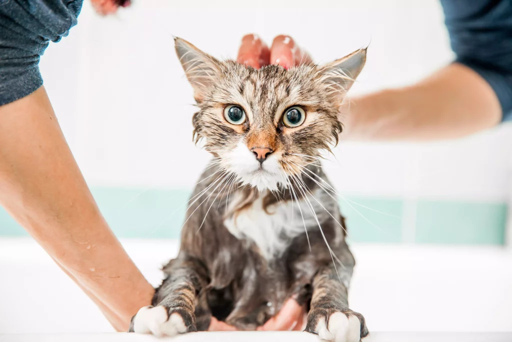 ❤️ العناية بالقطط ❤️ كيفية تحميم القطة دون خدشها أو عضها