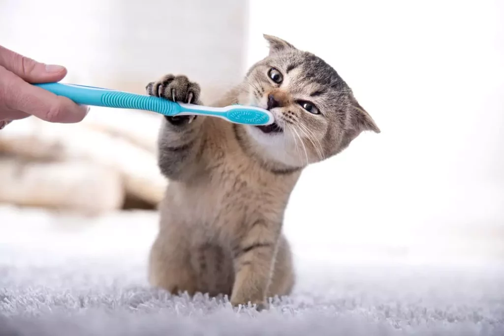 ⚠️ كيفية التعرف على علامات تغير أسنان القط !