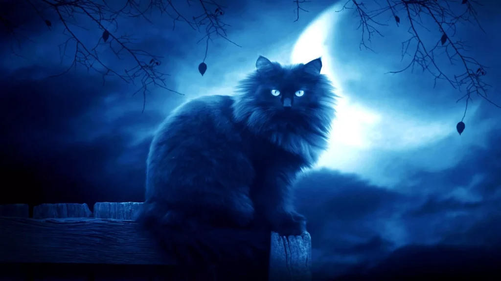 هل ترى القطط في الظلام ؟ كشف أسرار رؤية القطط الليلية