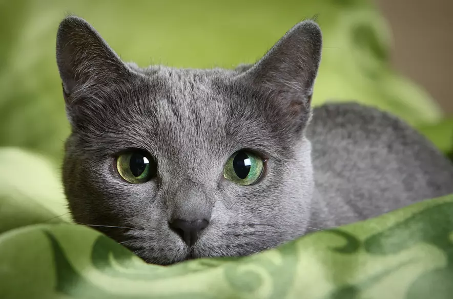 🐱 القط الروسي الأزرق 🐱 معلومات مهمة عن خصائص