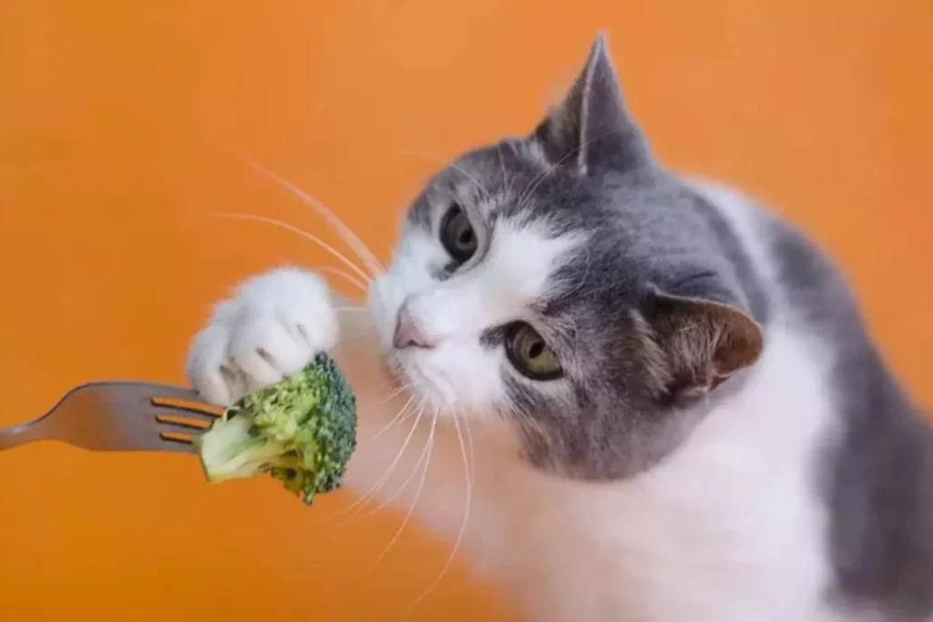 🥦 ماذا تأكل القطط من الخضروات . و هل هي مفيدة لها ؟