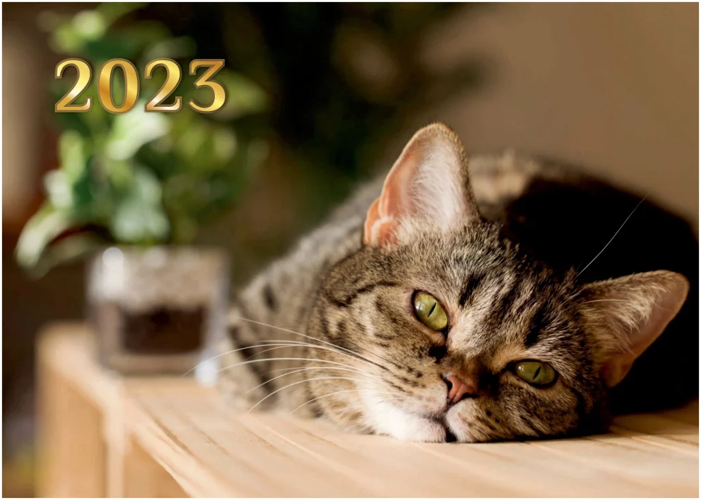 أجمل أسماء القطط اليابانية ومعانيها لعام 2023