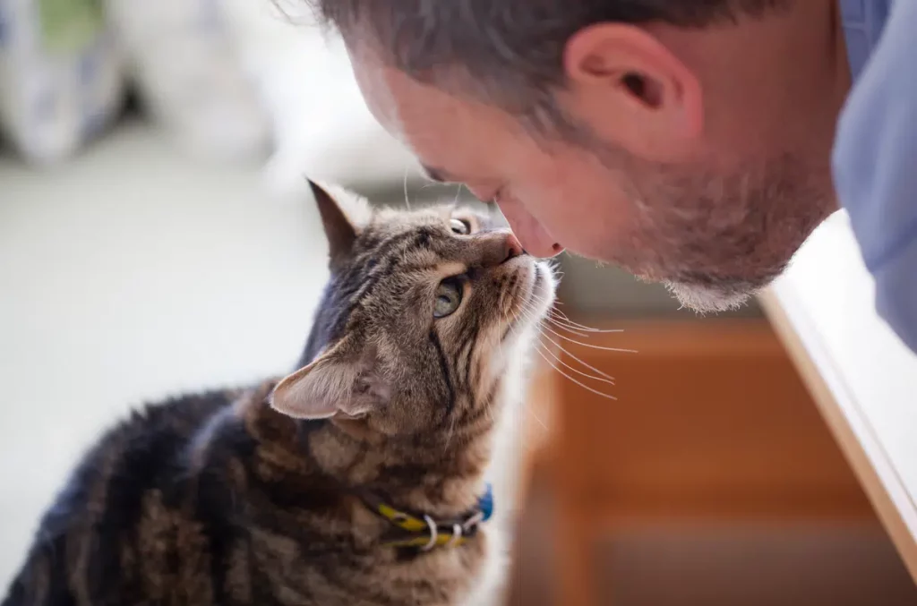 🤔 كيف تفهم مشاعر قطك: فك شفرة لغة القط